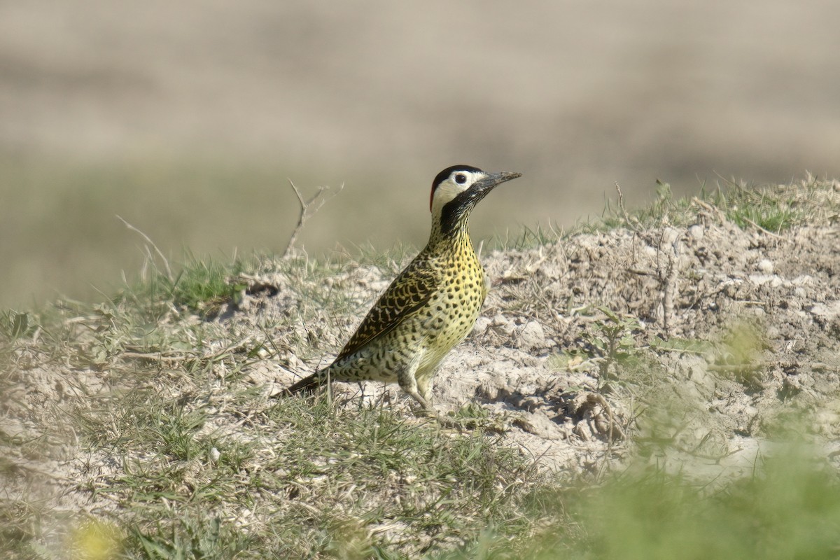 Green-barred Woodpecker (Golden-breasted) - ML642934240