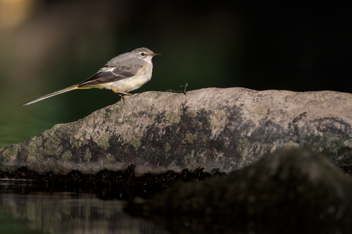 Gray Wagtail - ML642934241