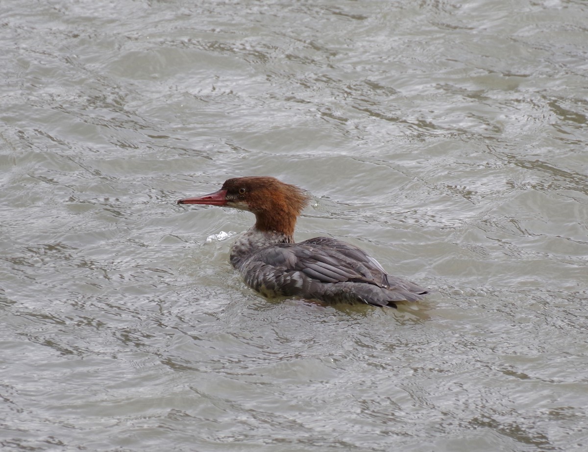 Common Merganser - ML642934248