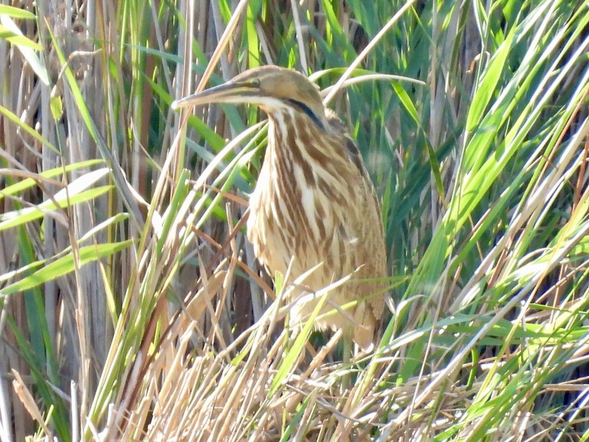 American Bittern - ML642934249