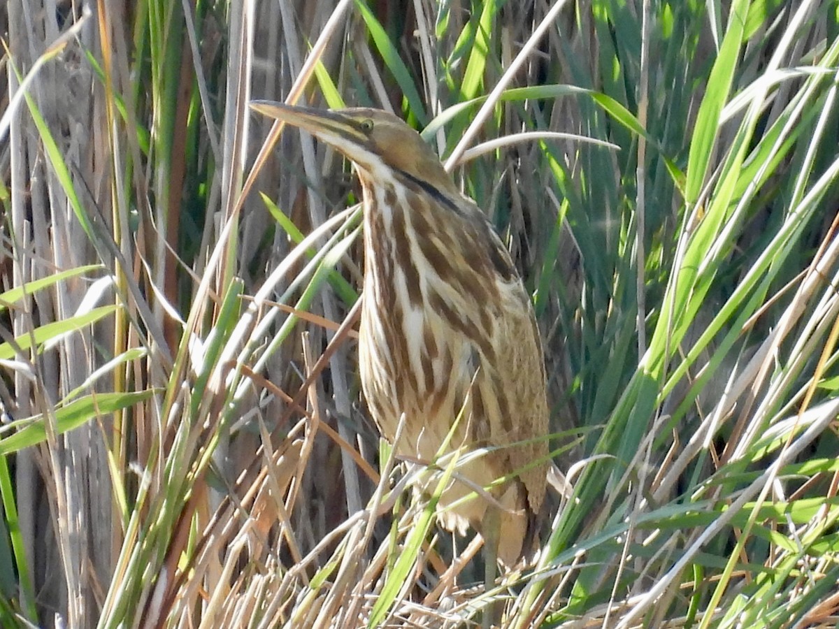 American Bittern - ML642934250