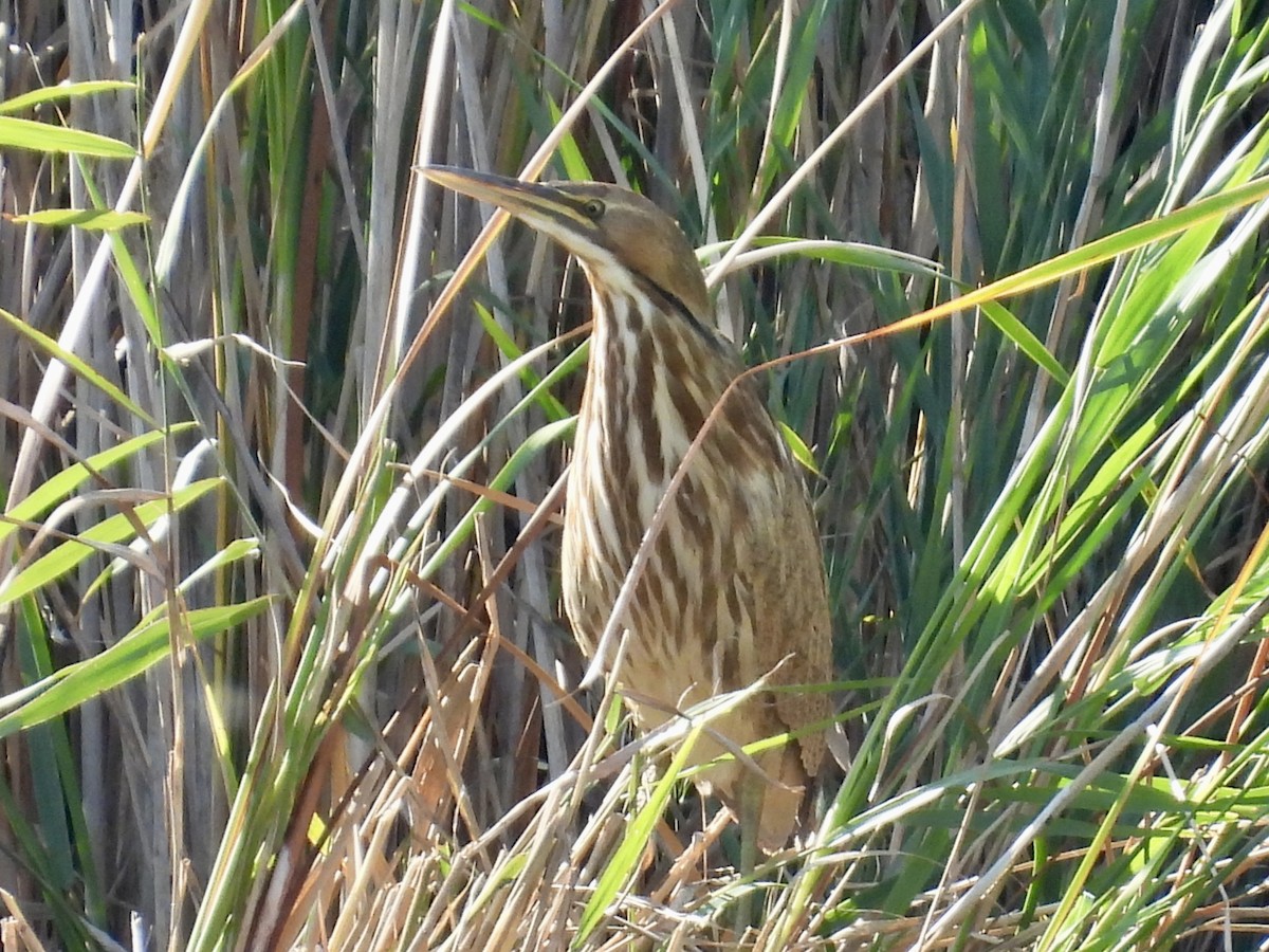 American Bittern - ML642934251