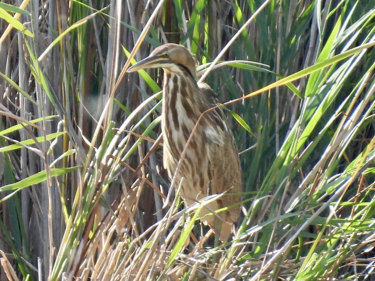 American Bittern - ML642934252
