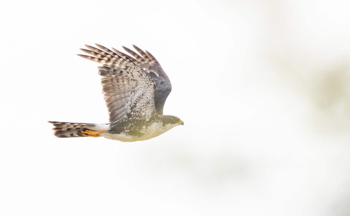 Black Goshawk - ML642934254