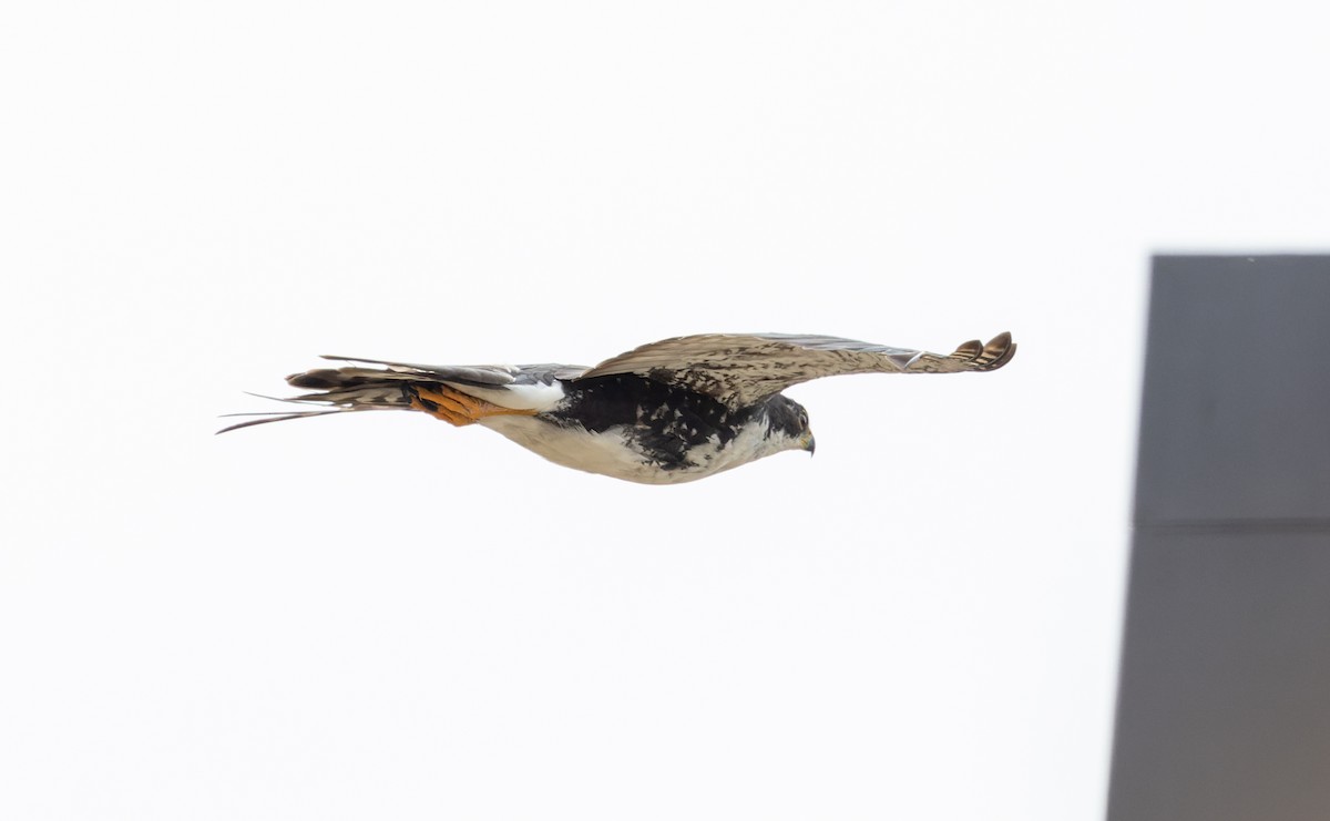 Black Goshawk - ML642934255
