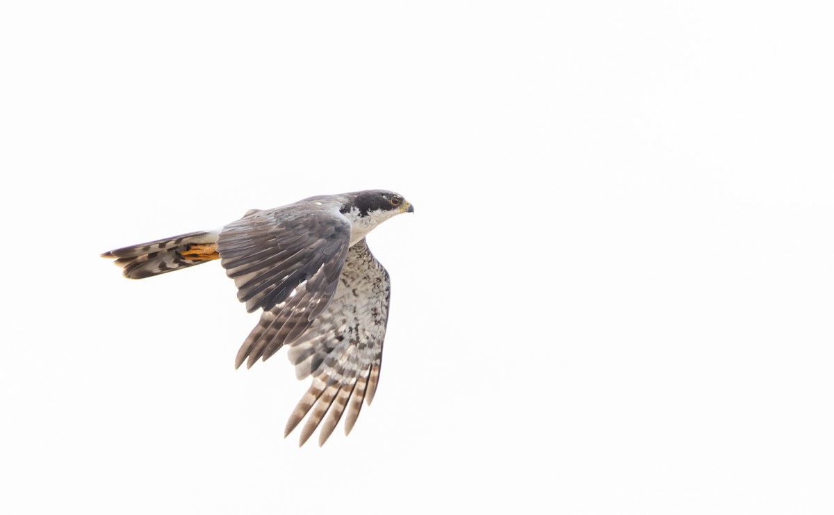 Black Goshawk - ML642934256