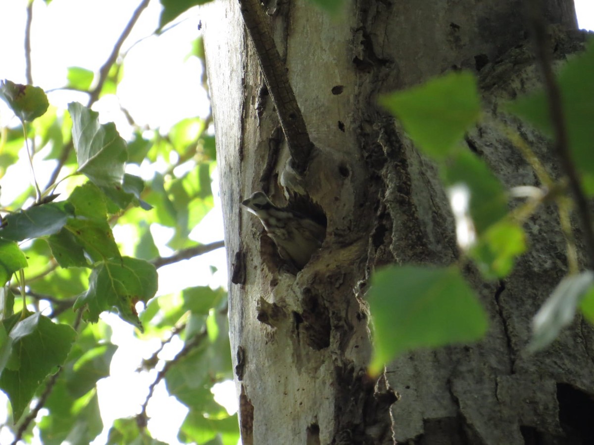 Eurasian Nuthatch - ML642934257