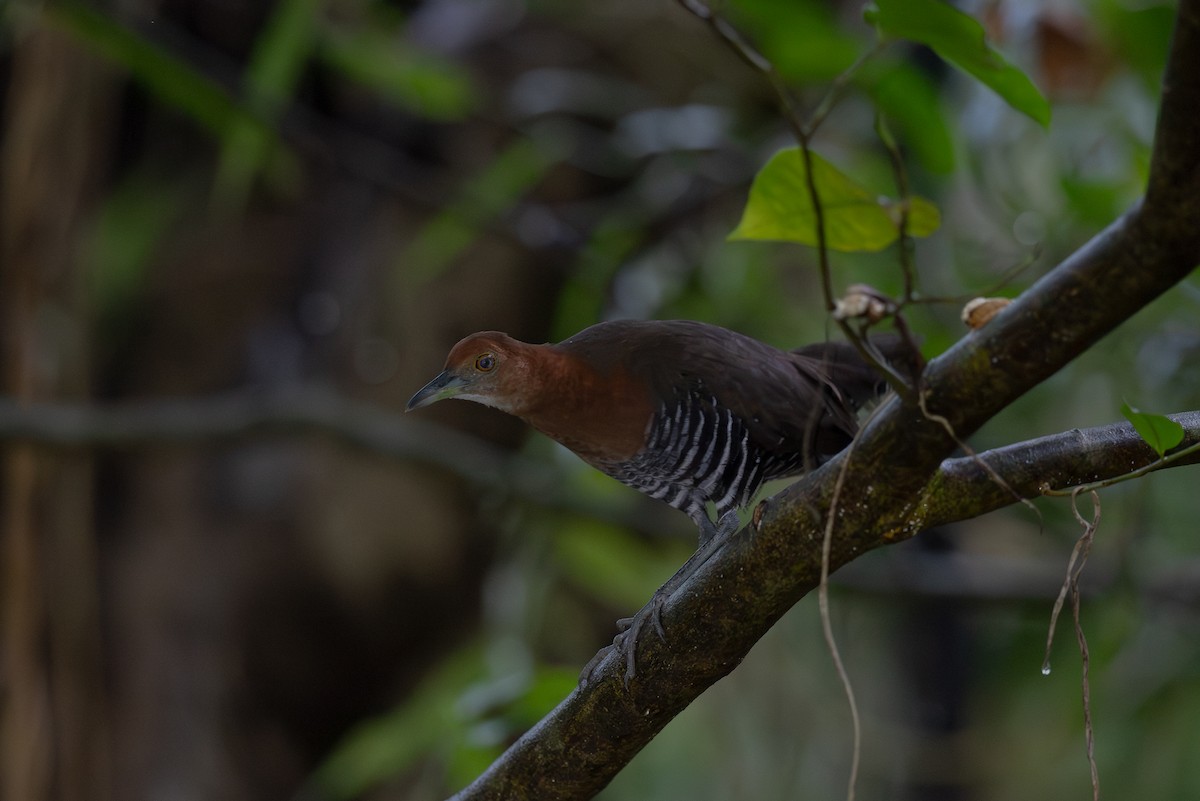 Slaty-legged Crake - ML642934258