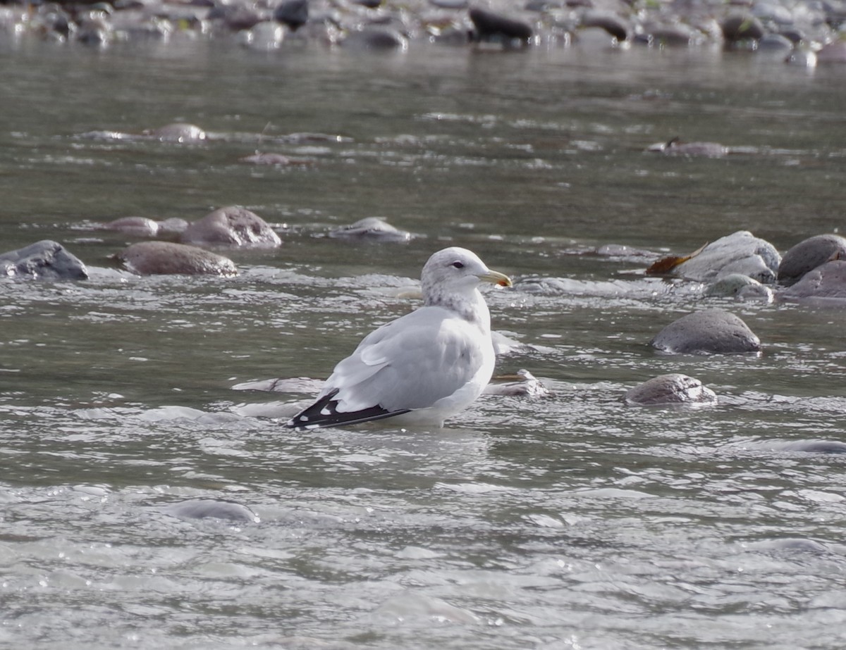 California Gull - ML642934259