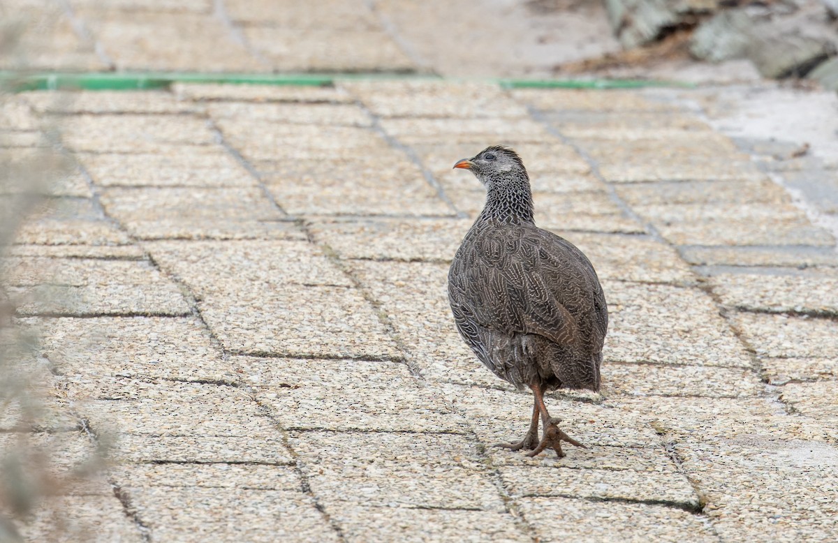 Cape Spurfowl - ML642934260