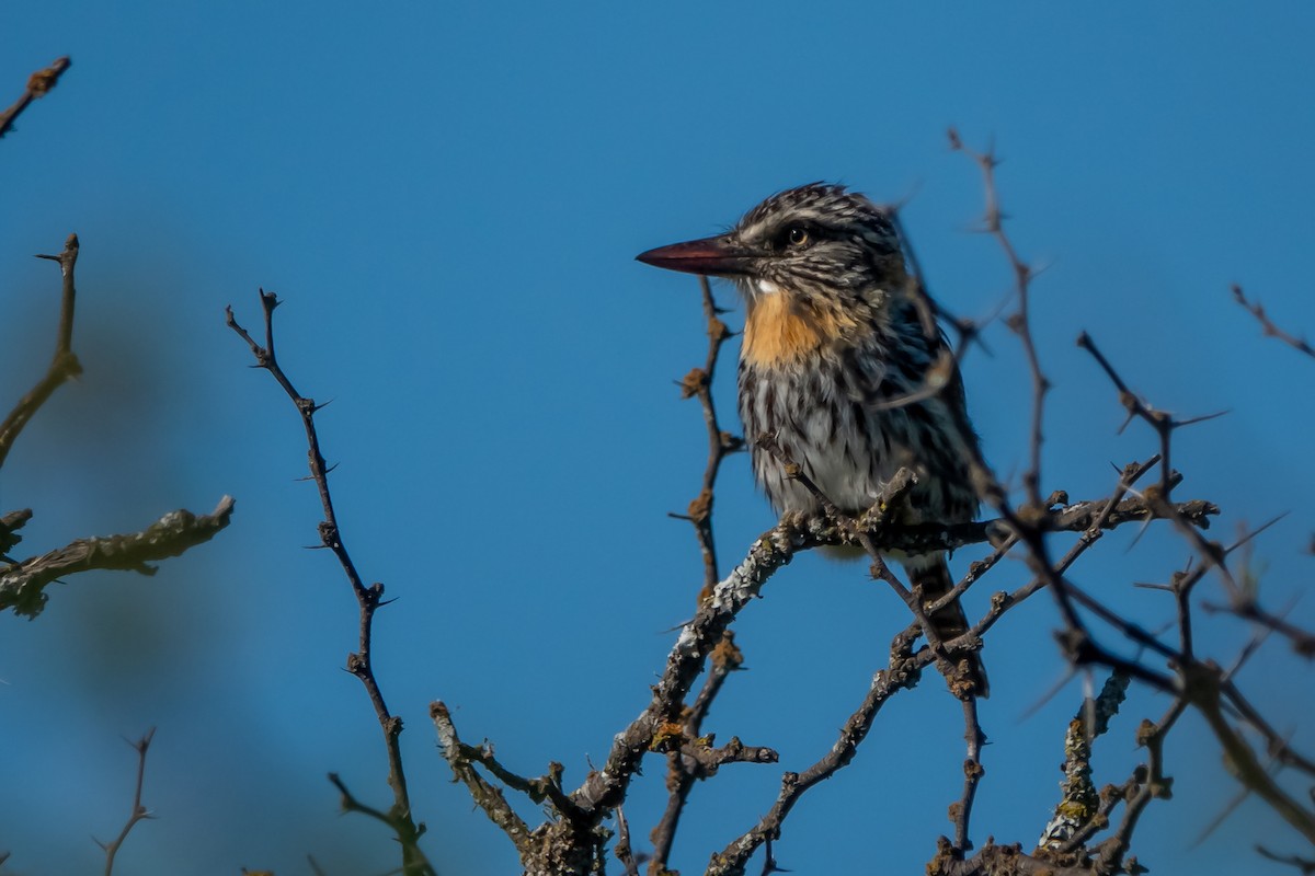 Spot-backed Puffbird - ML642934261