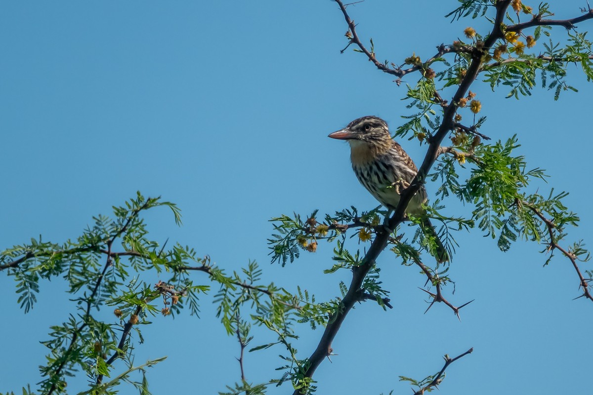 Spot-backed Puffbird - ML642934262