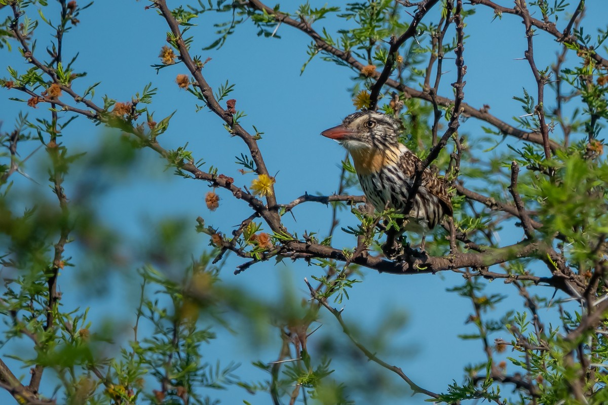 Spot-backed Puffbird - ML642934263