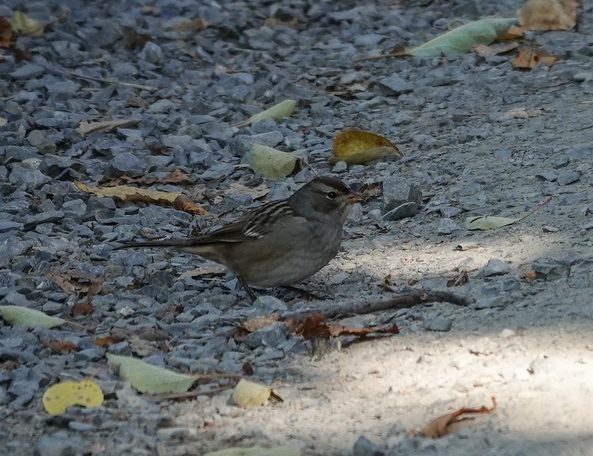 White-crowned Sparrow - ML642934264