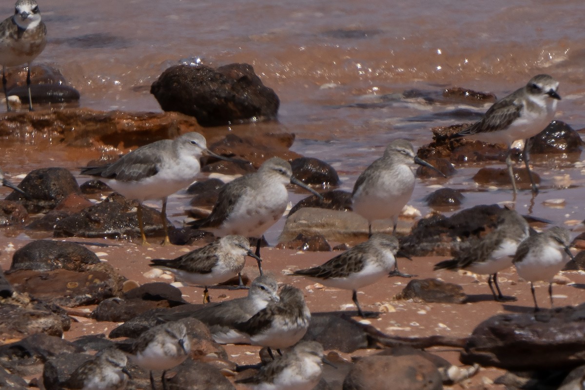 Red Knot - ML642934267