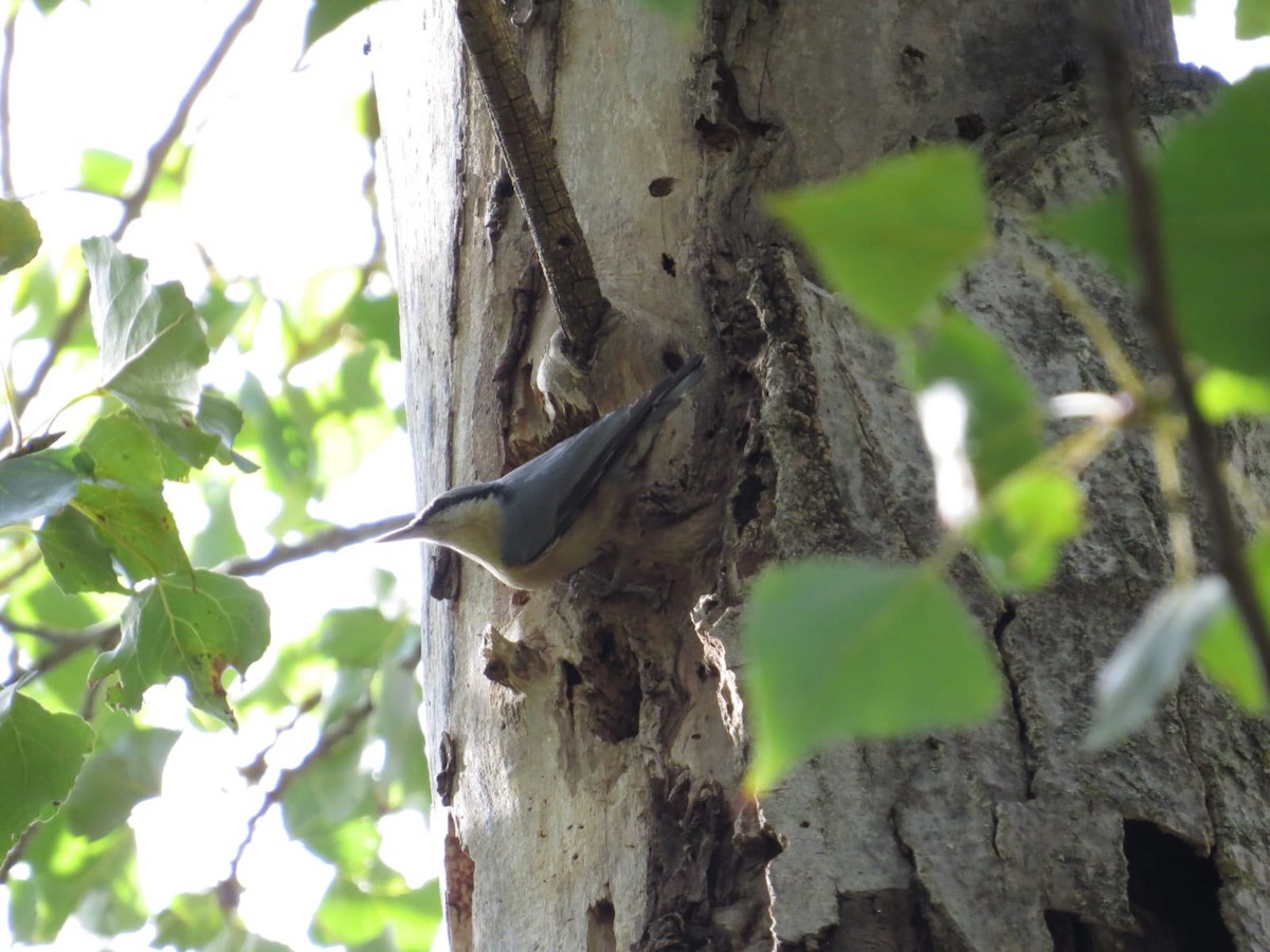 Eurasian Nuthatch - ML642934268