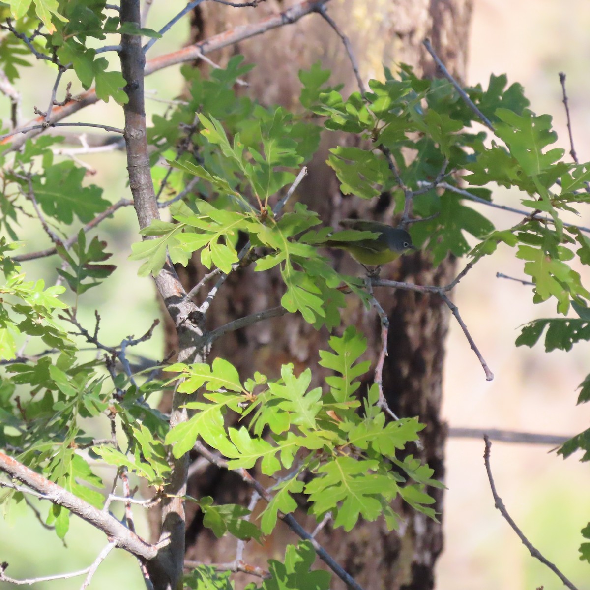 Nashville Warbler - ML642934270
