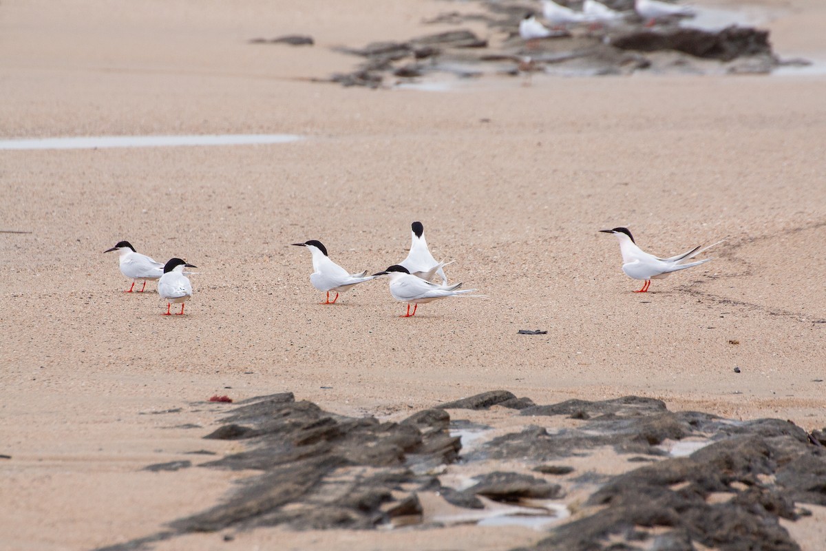 Roseate Tern - ML642934271