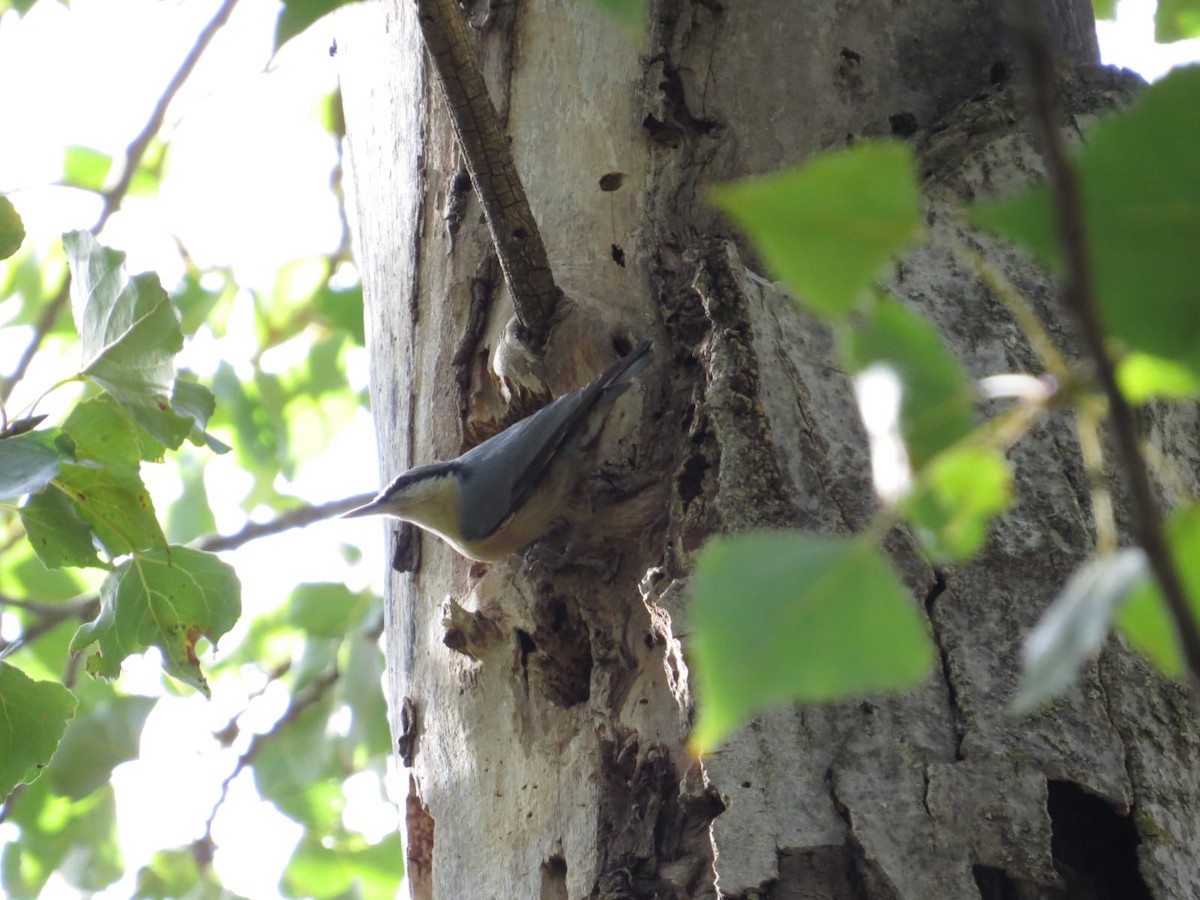 Eurasian Nuthatch - ML642934273
