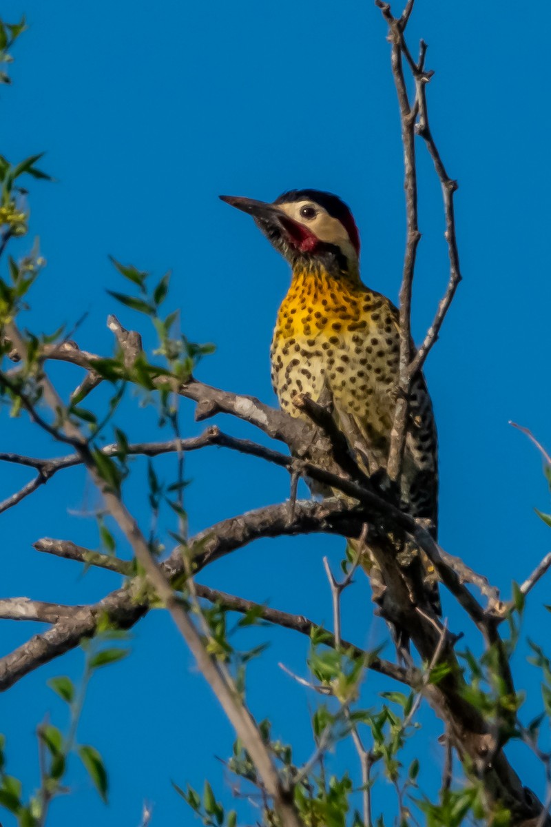 Green-barred Woodpecker - ML642934274