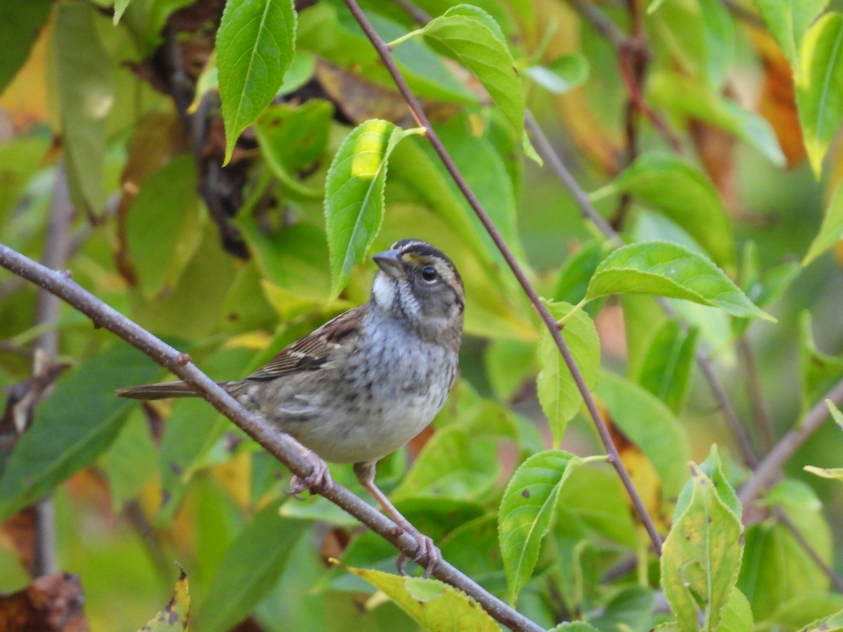 White-throated Sparrow - ML642934289