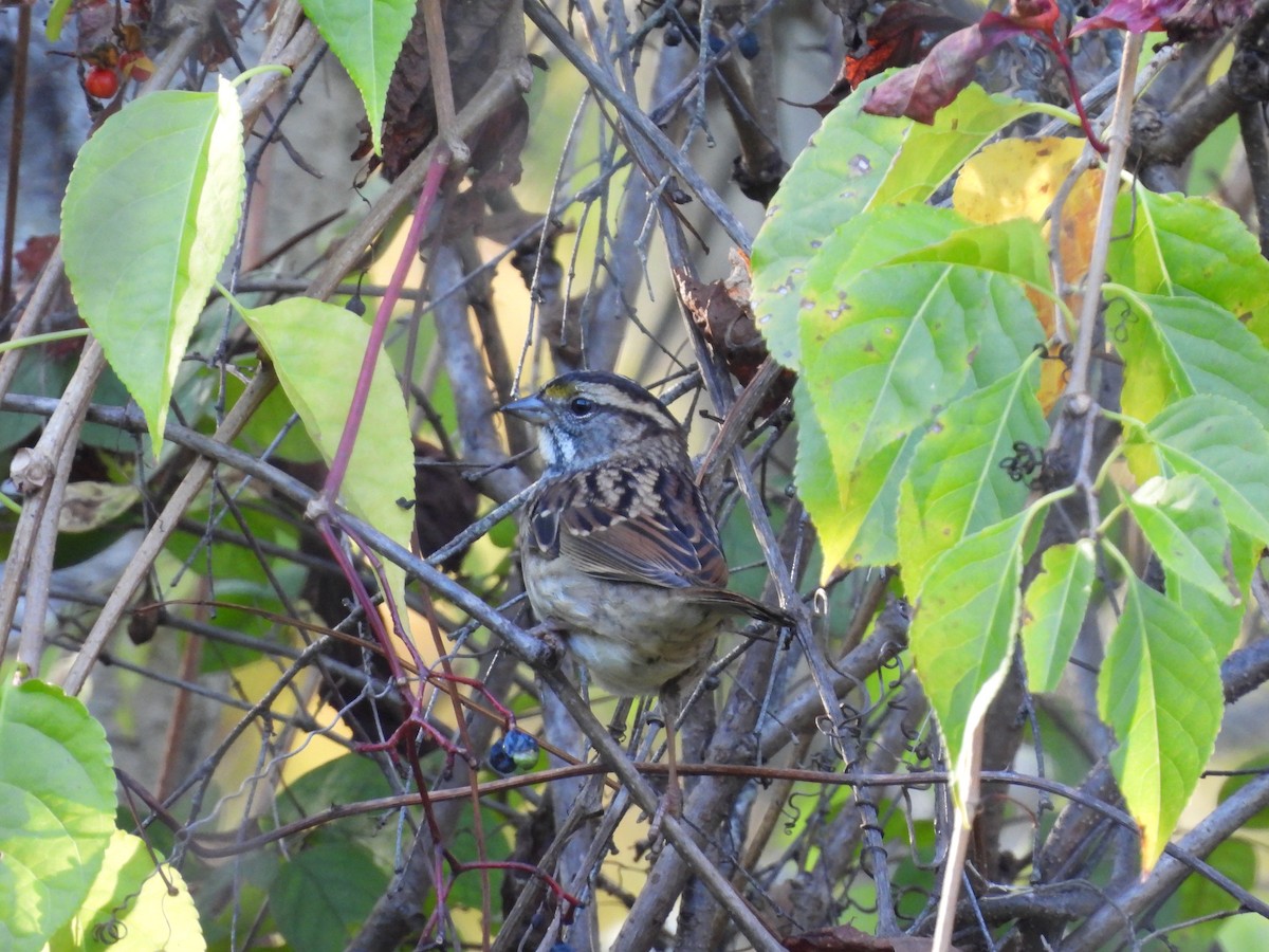 White-throated Sparrow - ML642934290