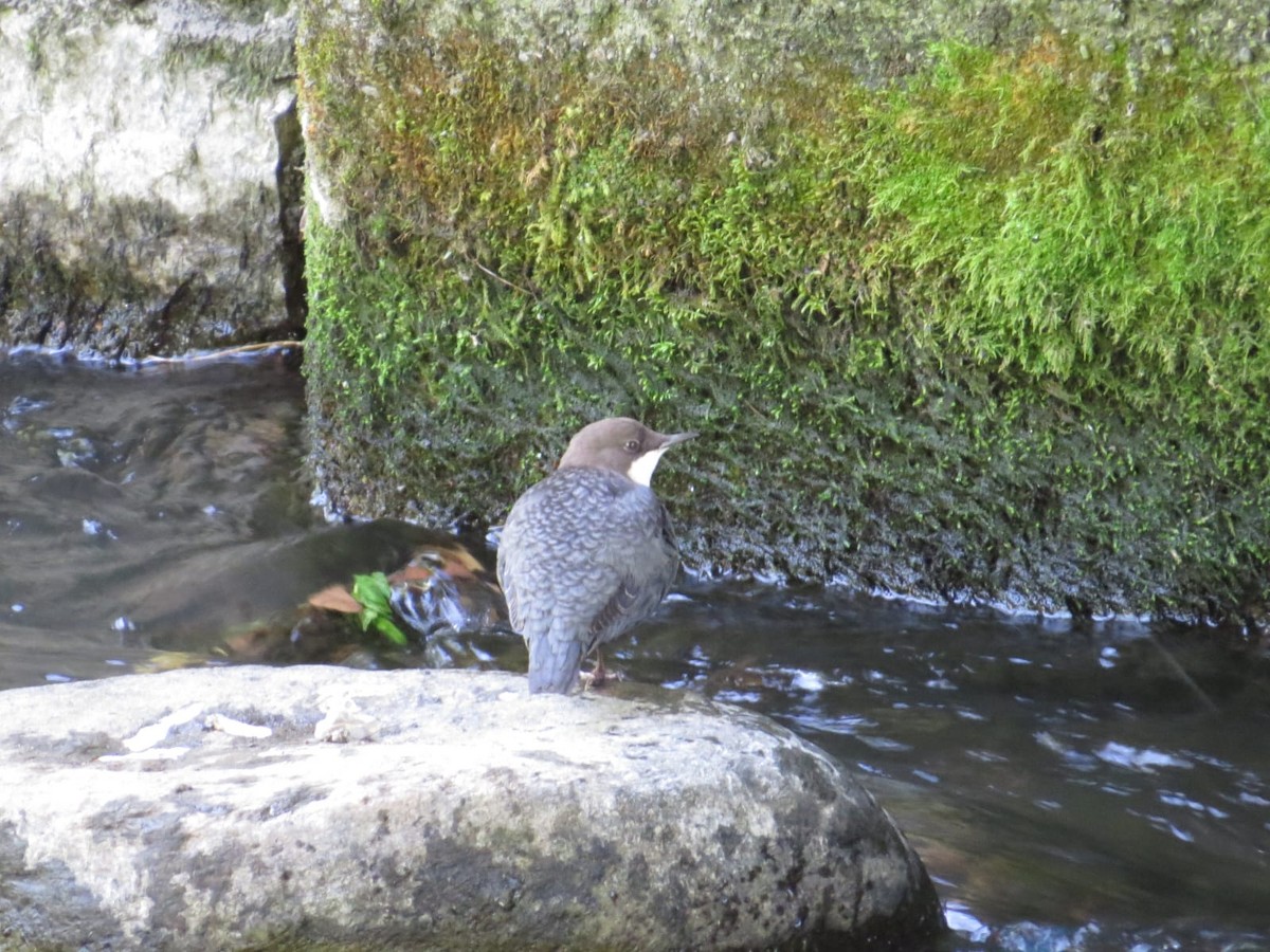 White-throated Dipper - ML642934291