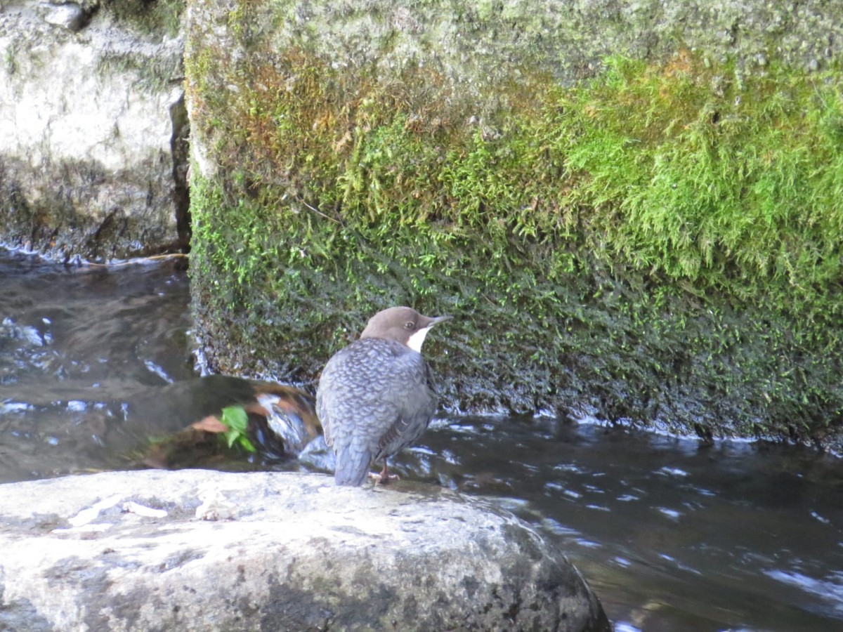 White-throated Dipper - ML642934300