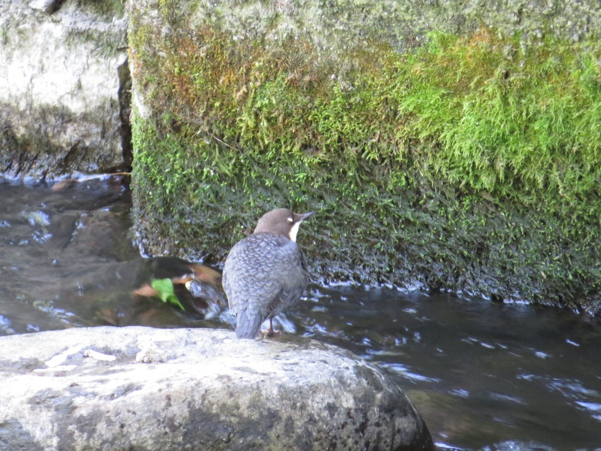 White-throated Dipper - ML642934313