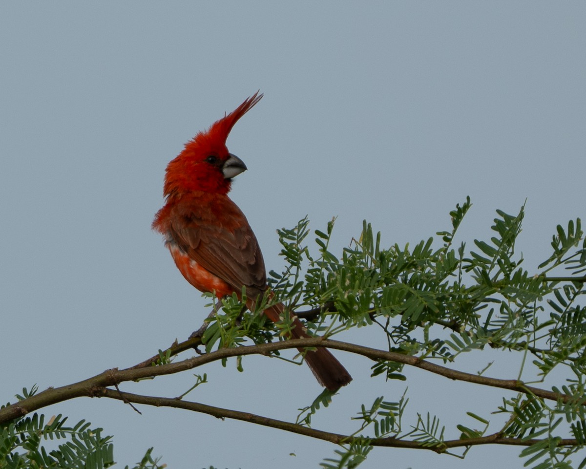 Vermilion Cardinal - ML642934316