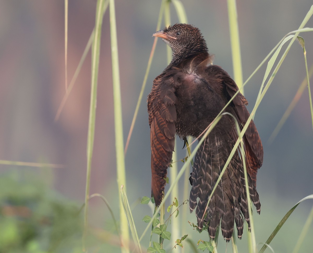 Greater Coucal - ML642934321