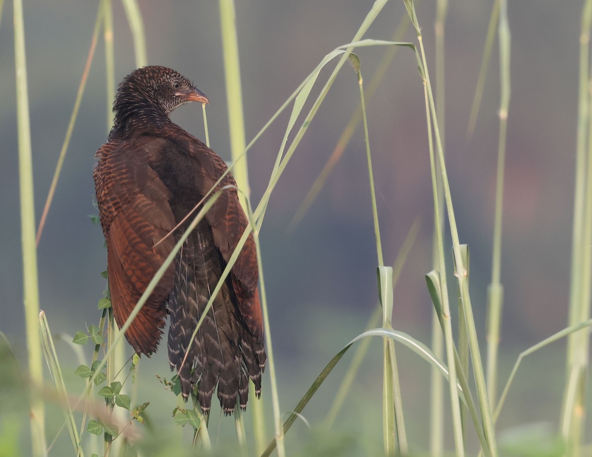 Greater Coucal - ML642934322