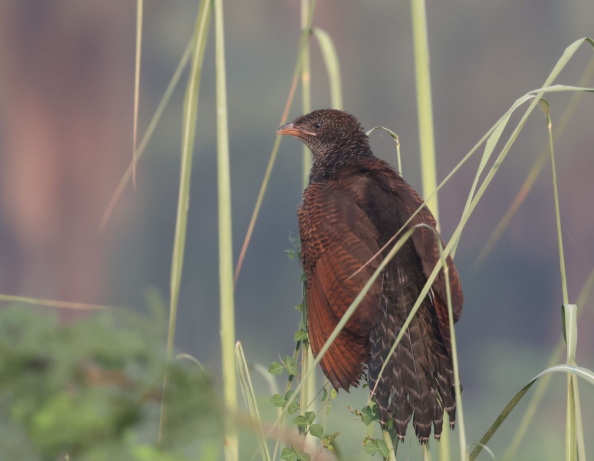 Greater Coucal - ML642934323
