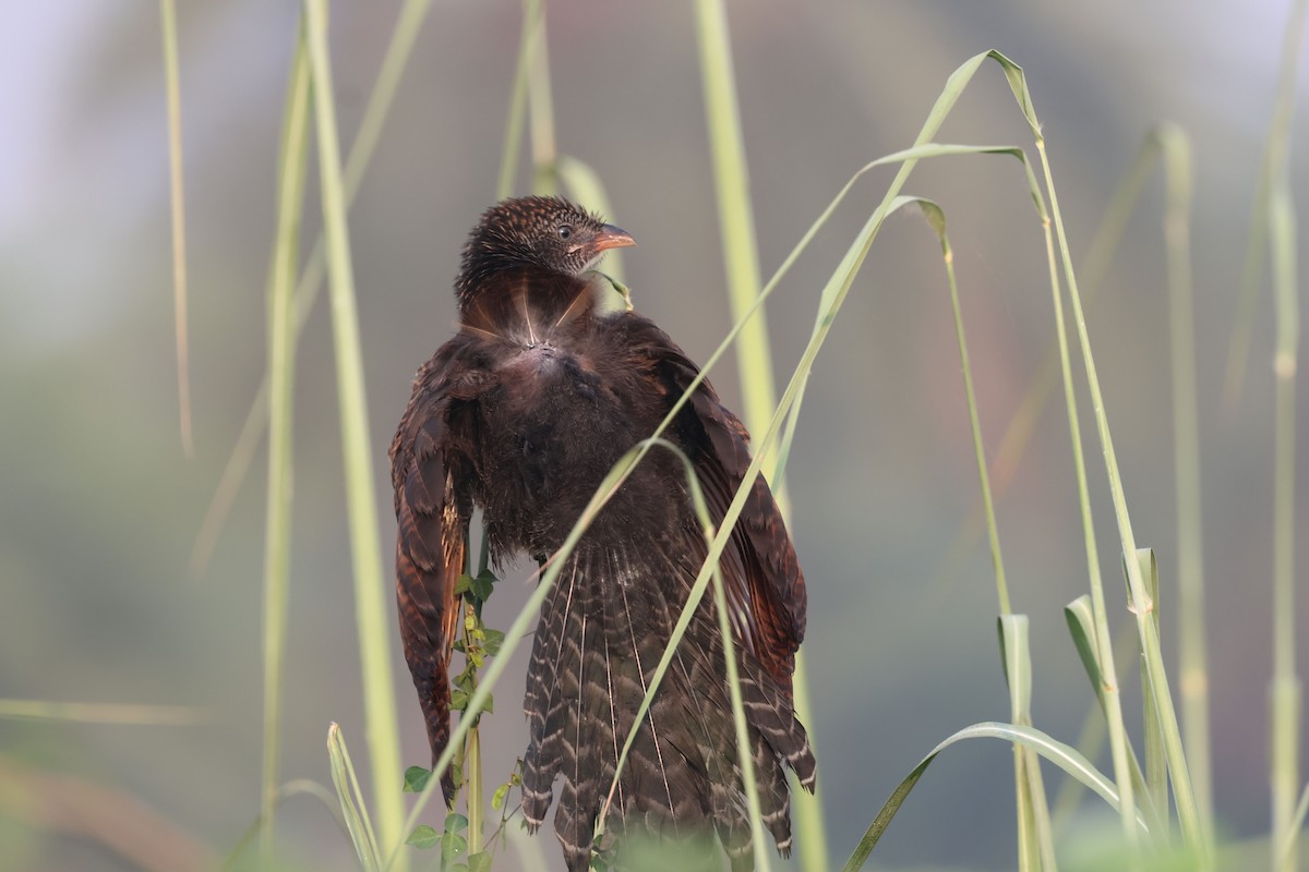 Greater Coucal - ML642934324