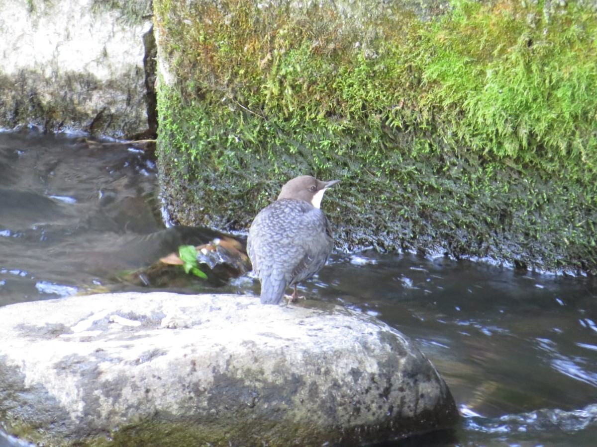 White-throated Dipper - ML642934328