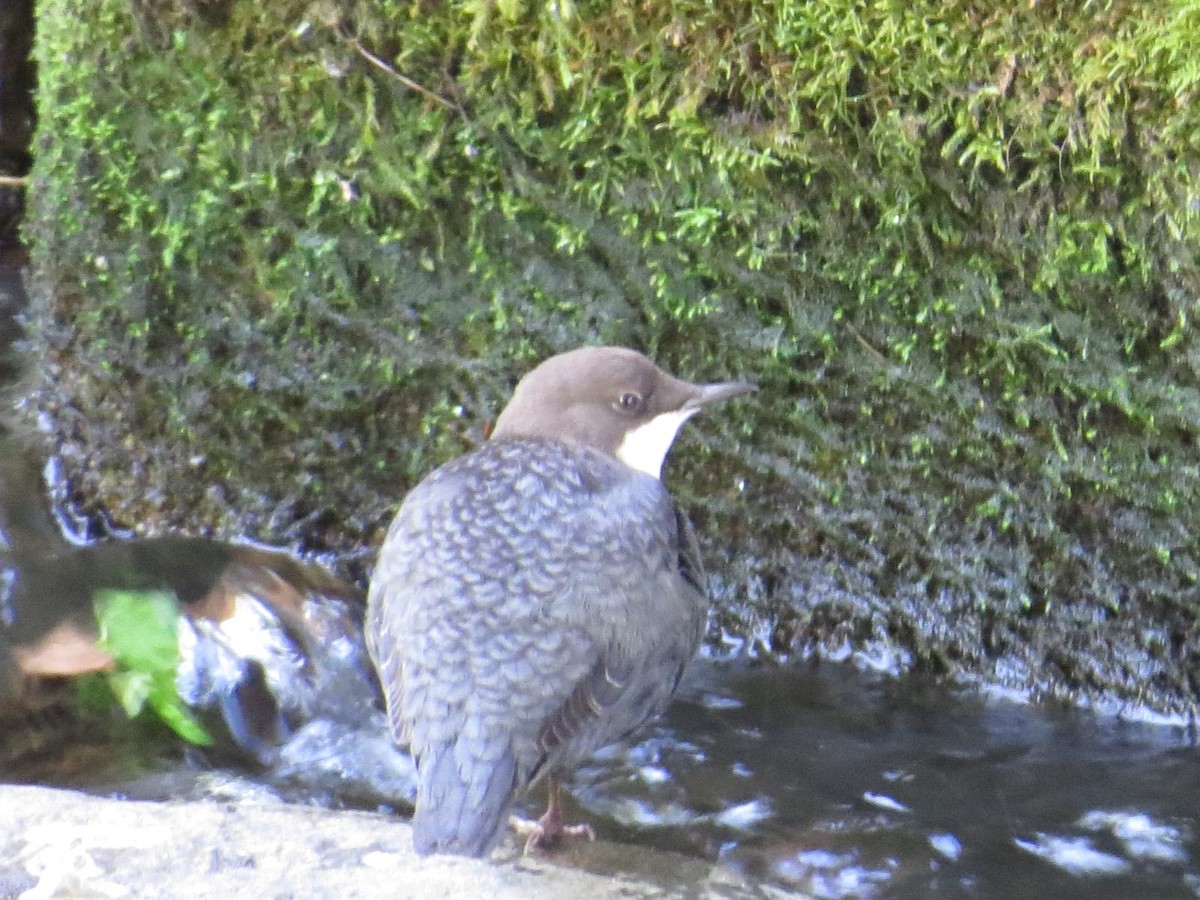 White-throated Dipper - ML642934333