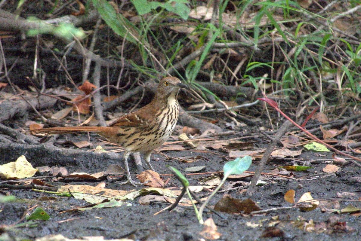 Brown Thrasher - ML642934338