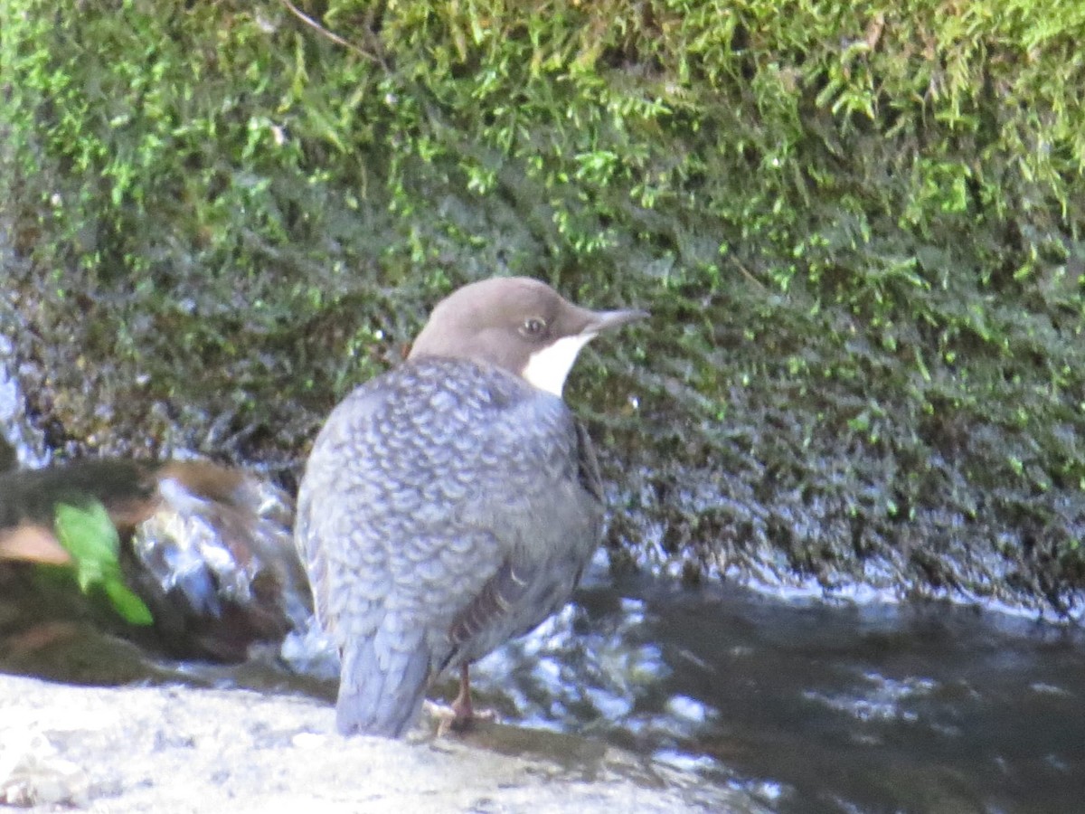 White-throated Dipper - ML642934344