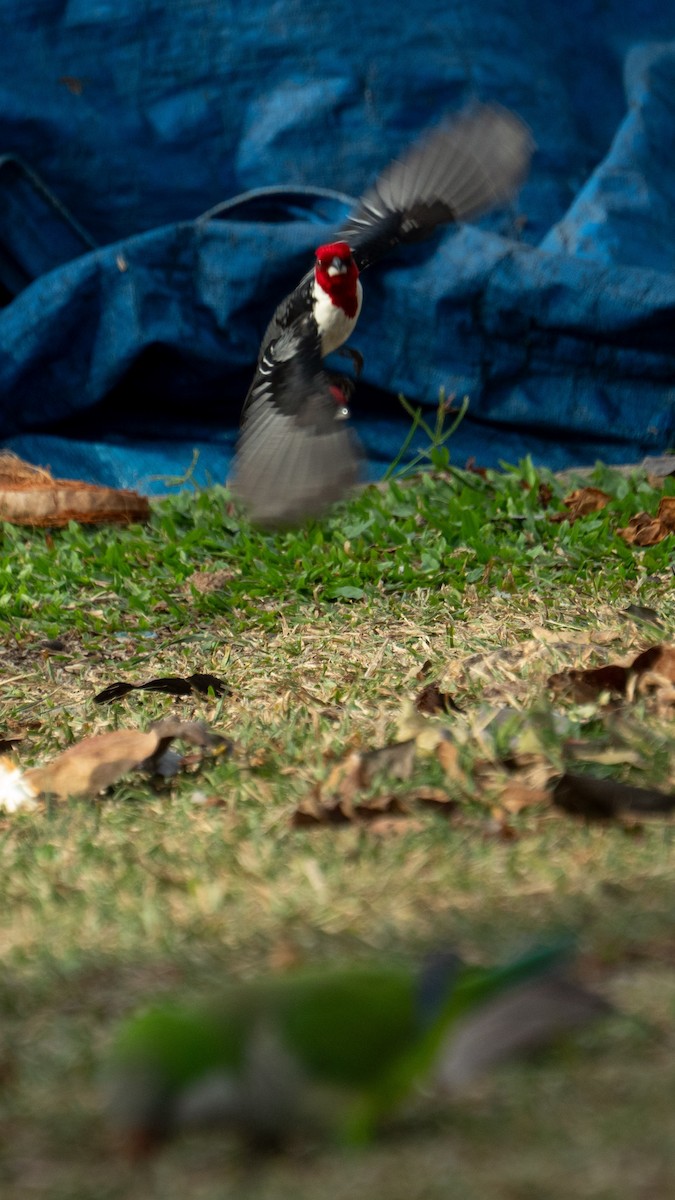Red-cowled Cardinal - ML642934374