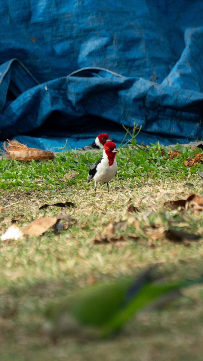 Red-cowled Cardinal - ML642934377