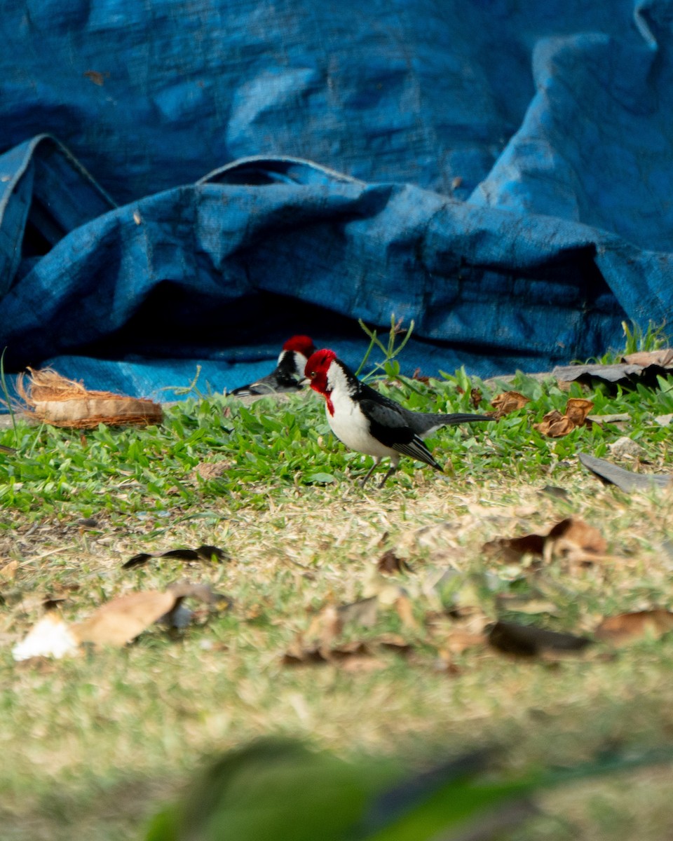 Red-cowled Cardinal - ML642934379
