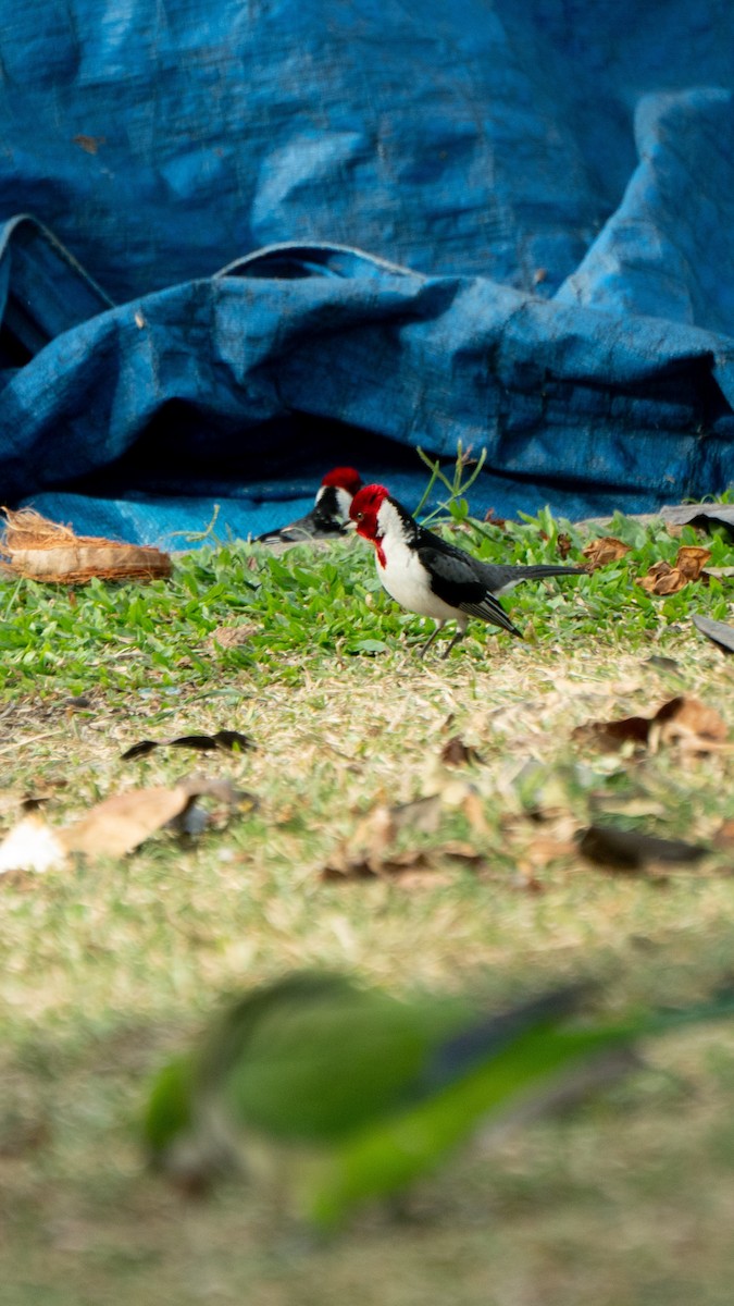 Red-cowled Cardinal - ML642934380