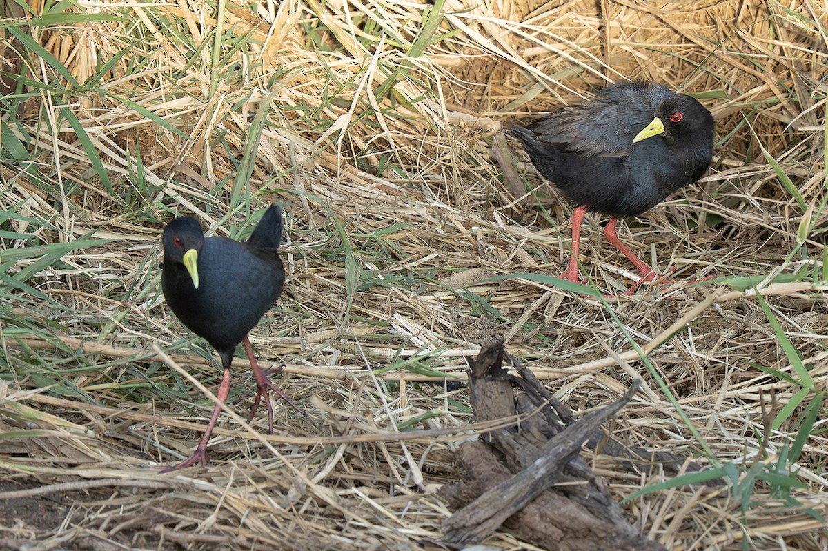 Marouette à bec jaune - ML642934387