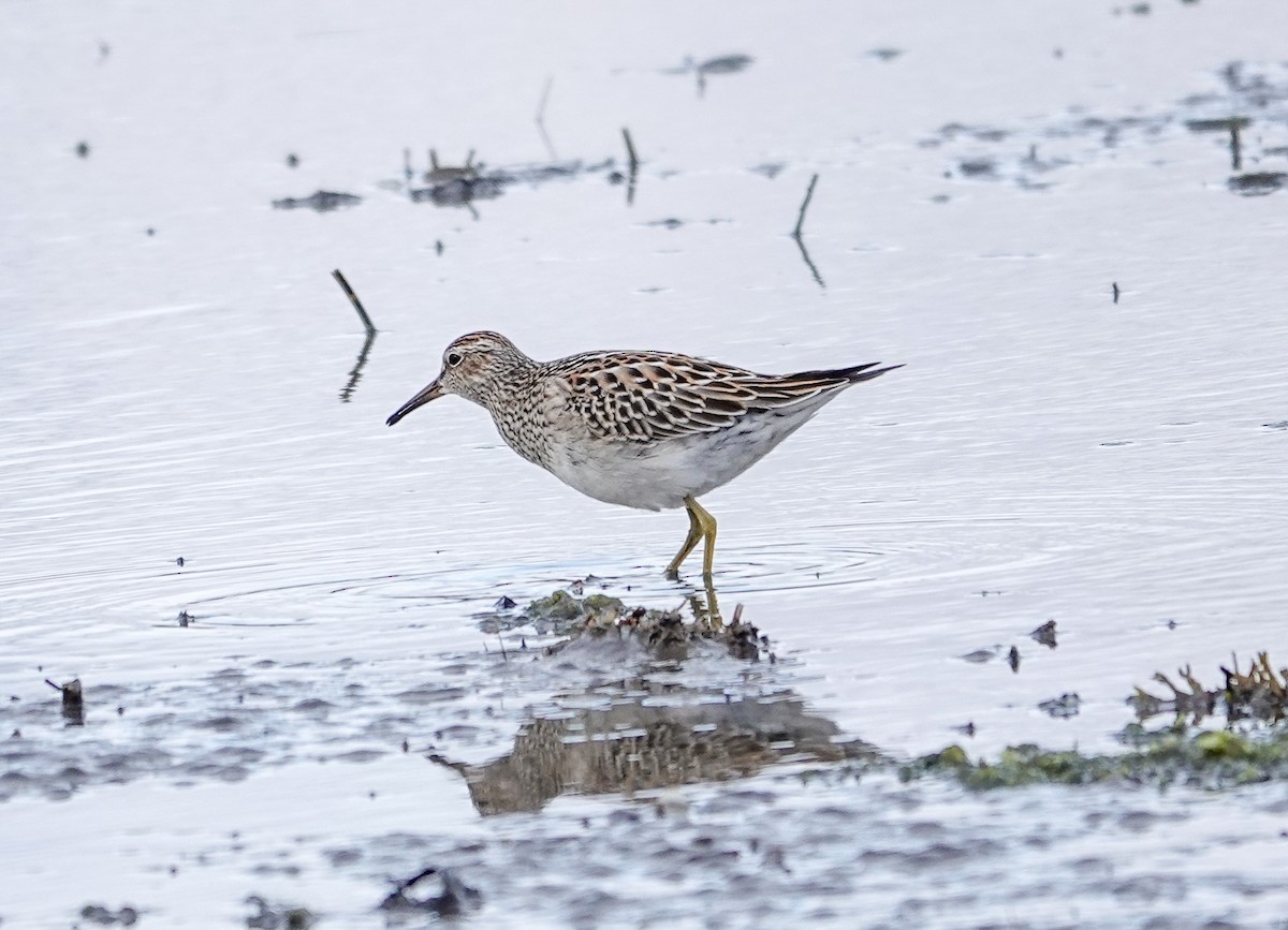 Bécasseau à poitrine cendrée - ML642934393