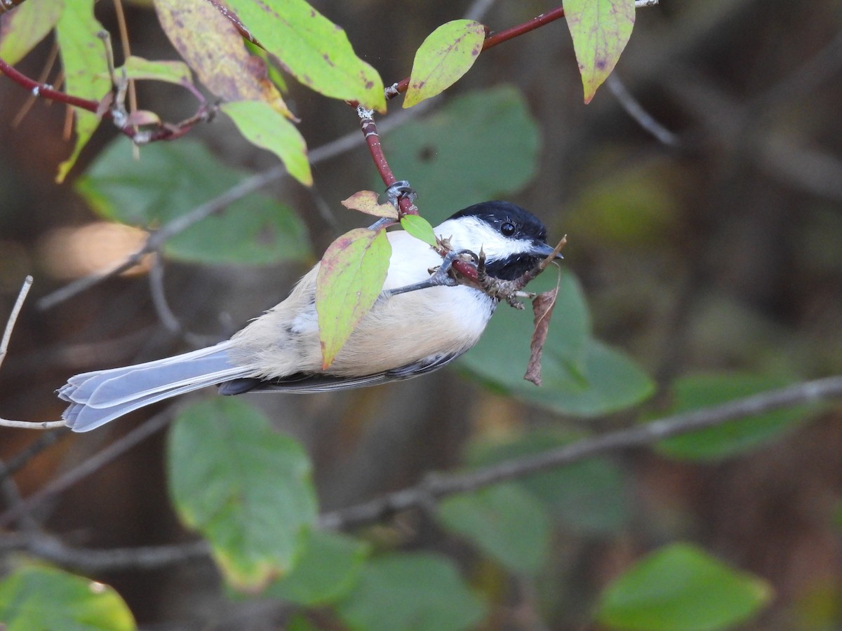 Mésange à tête noire - ML642934394