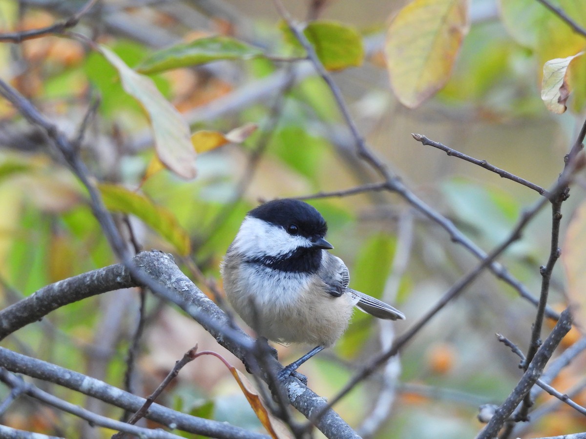 Mésange à tête noire - ML642934395