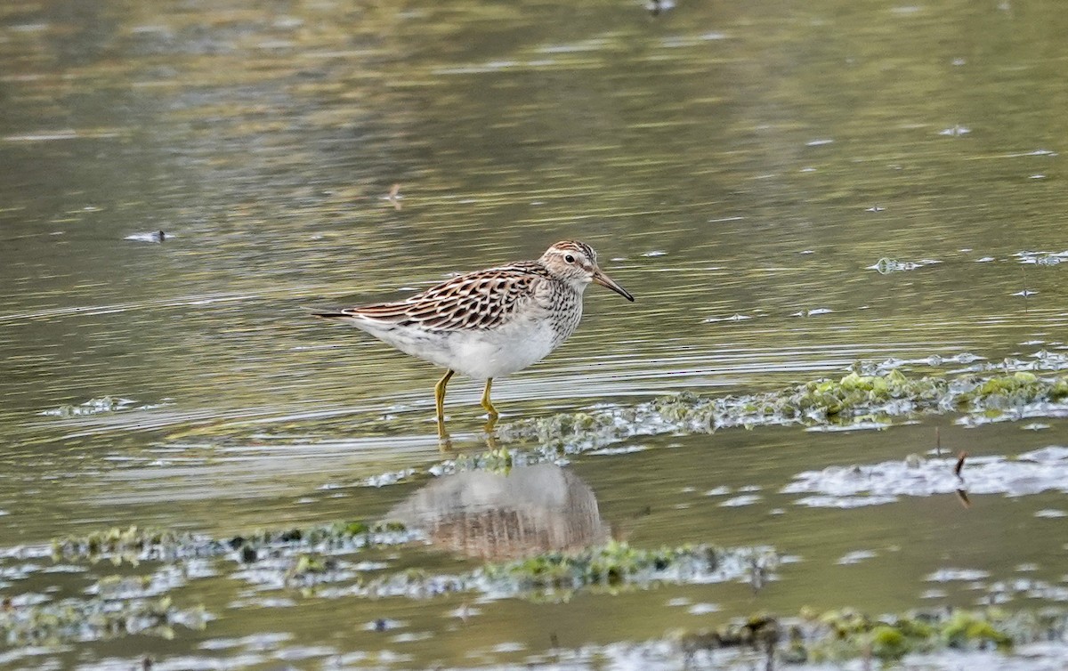 Bécasseau à poitrine cendrée - ML642934405
