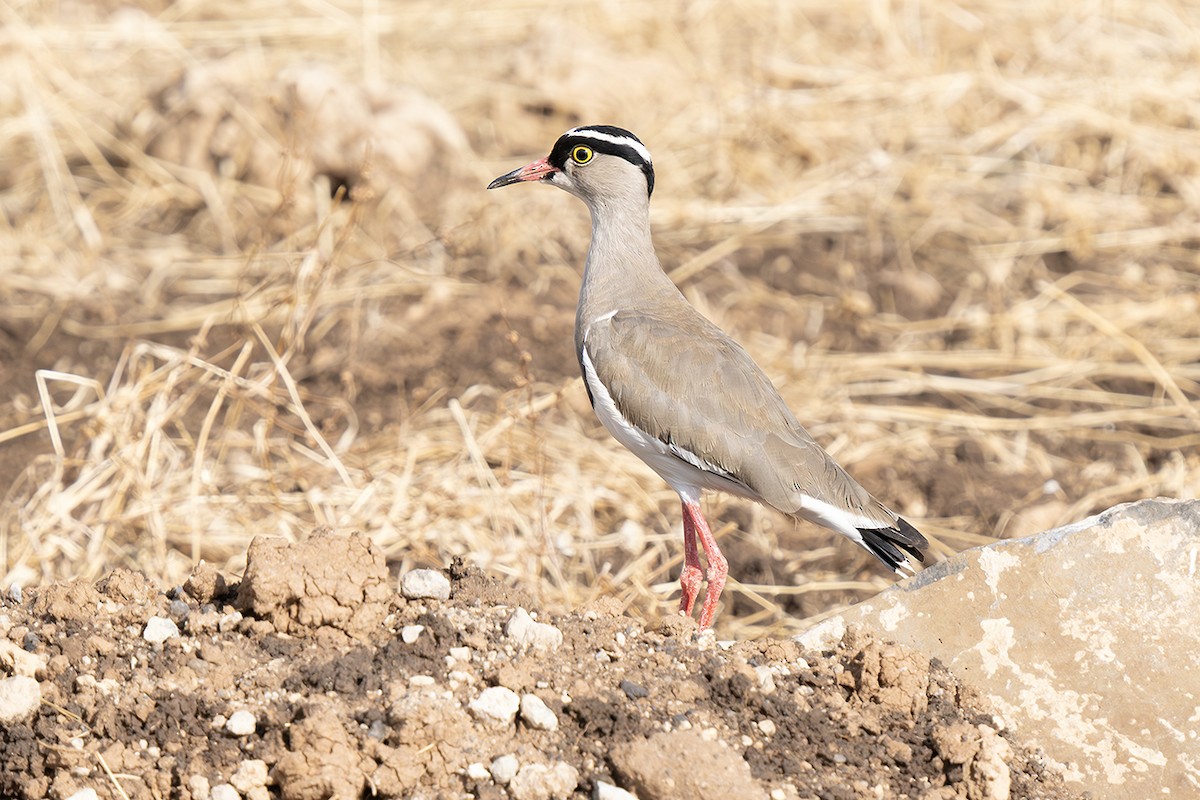 Vanneau couronné - ML642934411