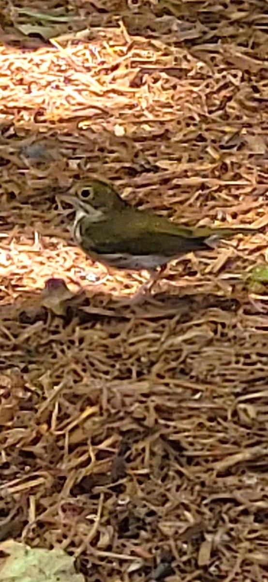 Ovenbird - ML642934422