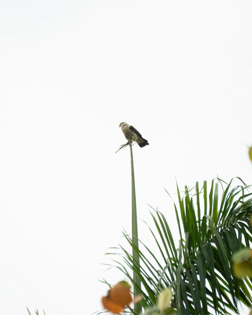 Yellow-headed Caracara - ML642934424